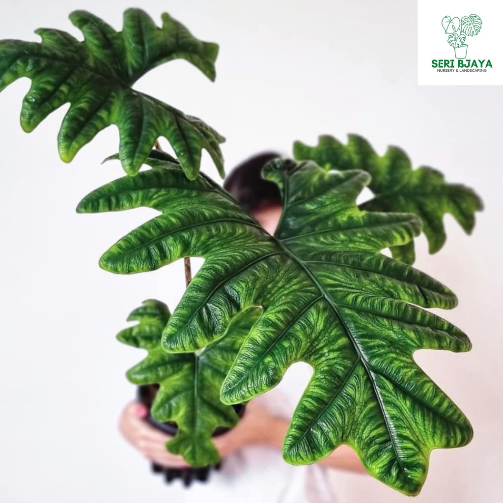 Alocasia Nobilis Big/Jacklyn /Dragon Scale/Nebula Imperials /Silver Dragon/Amazonica /Black Velvet/海芋 - Seri Bjaya