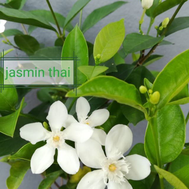 Pokok bunga jasmin thai Shopee Malaysia