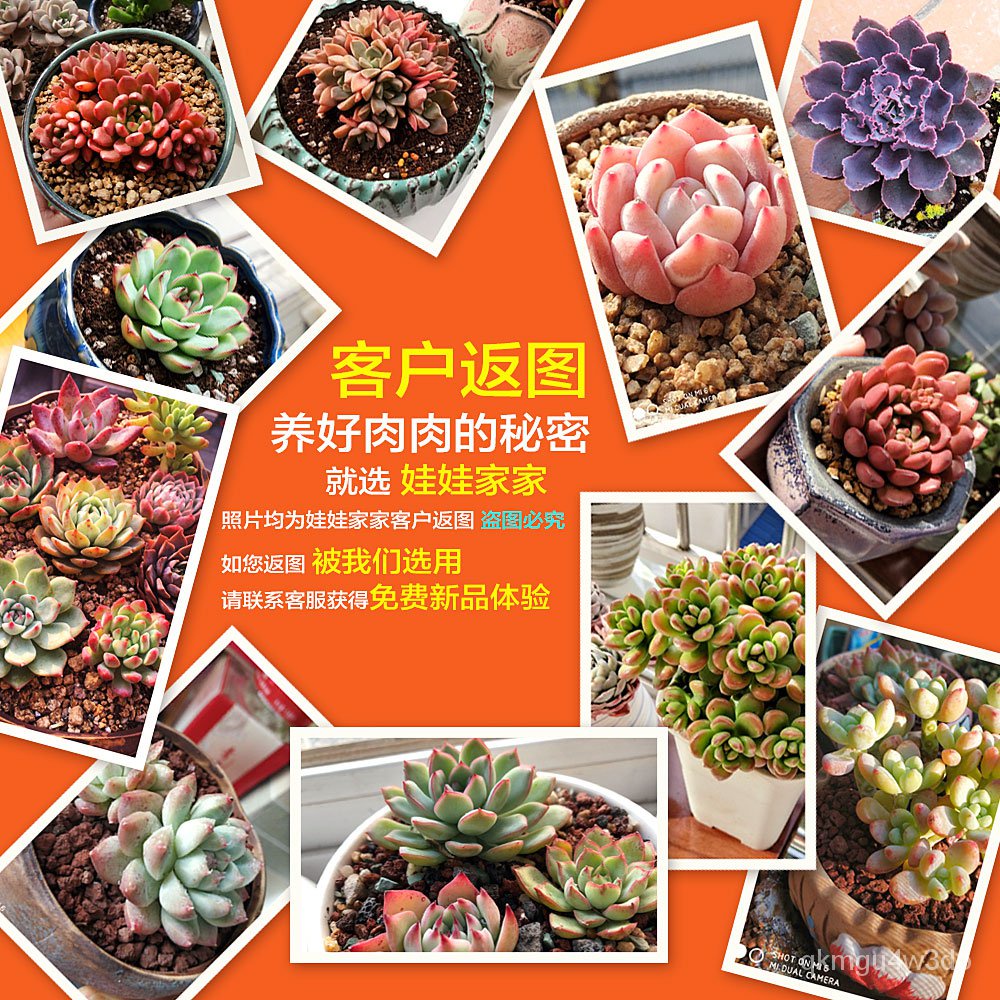 多肉植物通用型花卉肥料家用营养液肉肉液体肥玉露寿十二卷肥料 Shopee Malaysia