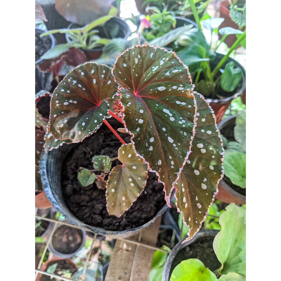 Begonia Rare Begonia Maculata Sp Borneo Rainforest Spotted Begonia Borneo Maculata Polka Dot Borneo Rainforest