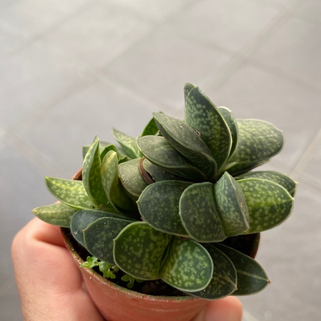 Succulent多肉植物 子宝gasteria Gracilis 5 5cm Pot Shopee Malaysia