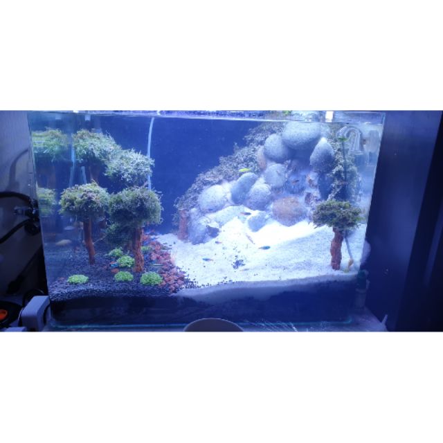 personalized fish tank decorations