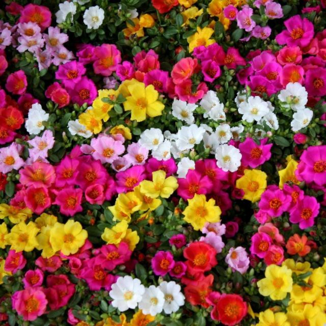 1000pcs portulaca moss rose japan rose ros jepun 