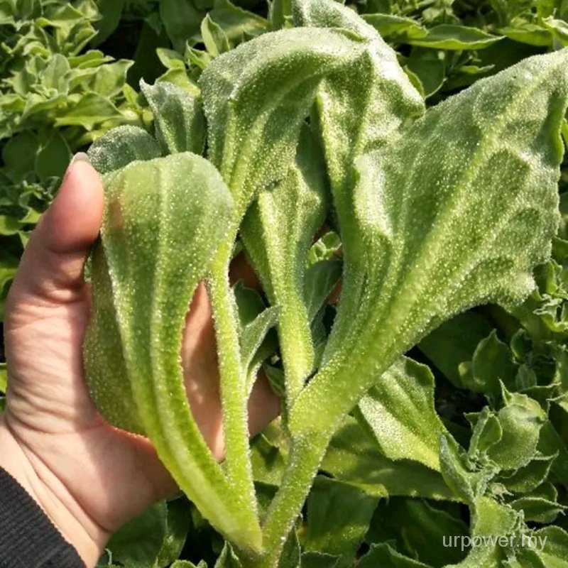 Ice Plant Seeds 100 Seeds Ice Leaf The Ice Dish Seed Iceplant Membrane Crystallinum Ivod Fuio Shopee Malaysia