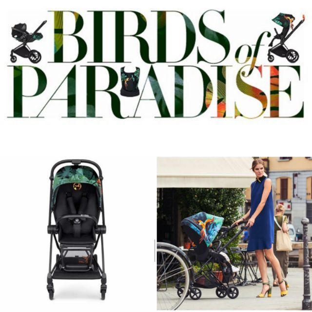 mios birds of paradise