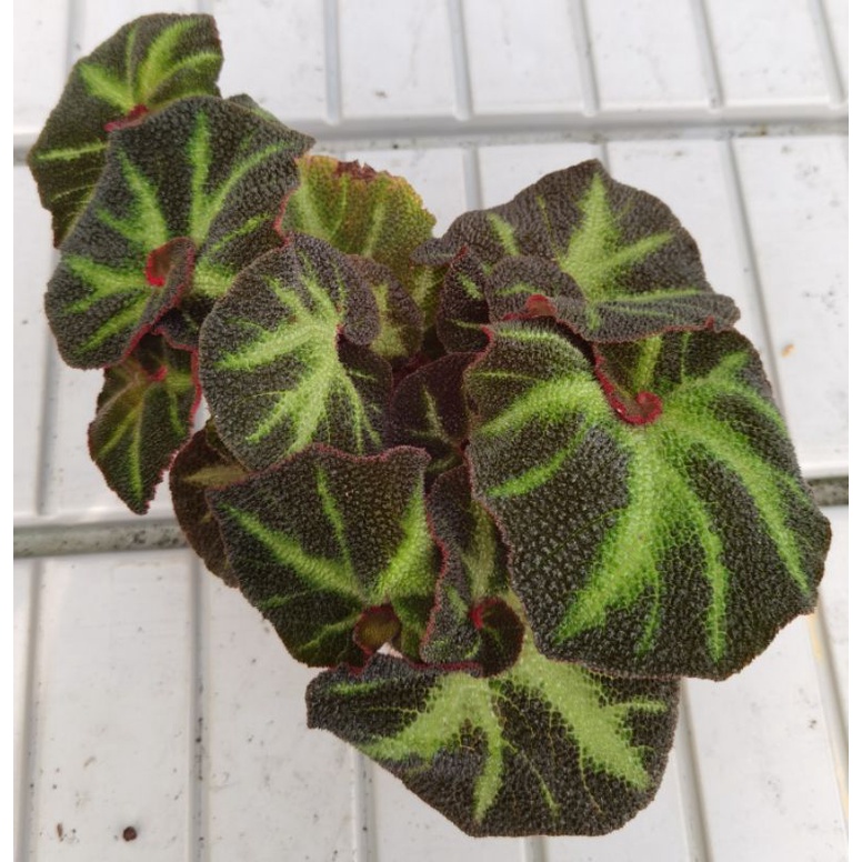 NMS / Begonia Soli-Mutata 索莉幕特秋海棠 (12CM Pot Size) | Shopee Malaysia