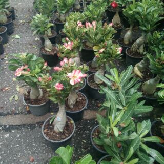 Pokok Adenium kemboja  bonsai  Thailand Shopee Malaysia