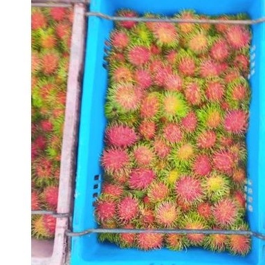 rambutan anok sekoloh