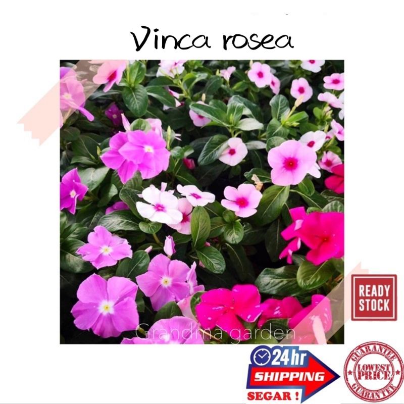 (GG real plant) vinca rosea ^ bunga tapak dara pokok hidup hiasan ...