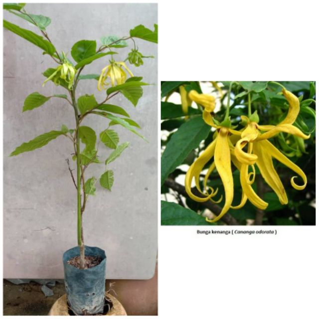 Pokok Bunga Kenanga Berbau Wangi