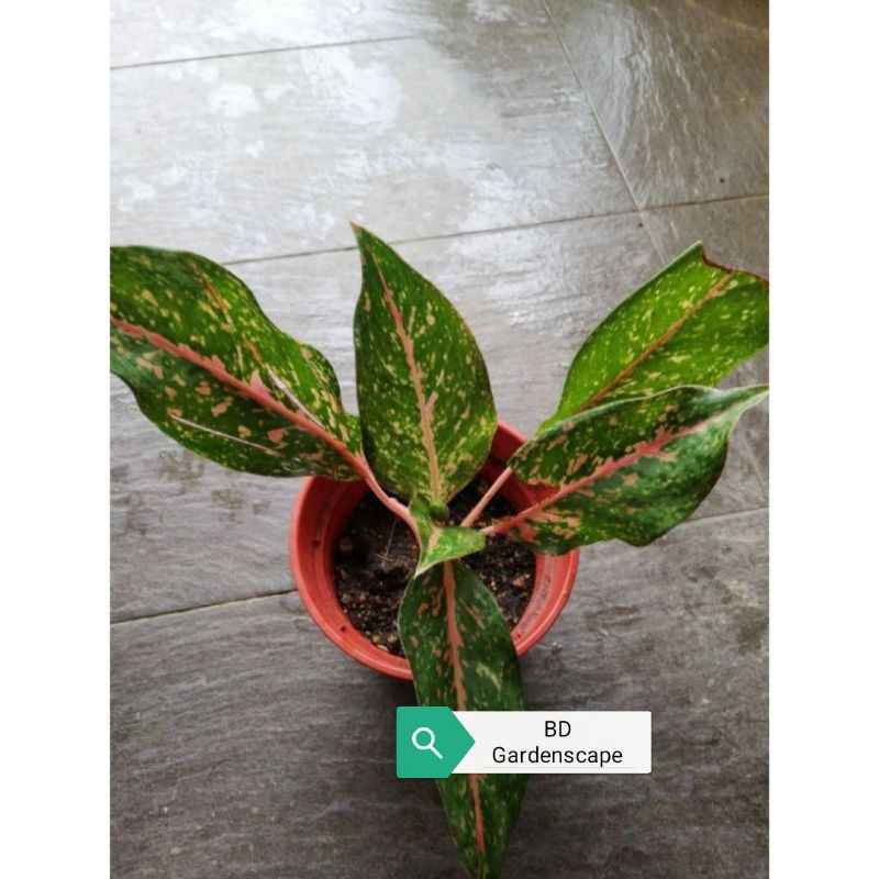 Bd Aglaonema Pattaya Beauty White Pink Indoor Live Plants Shopee Malaysia