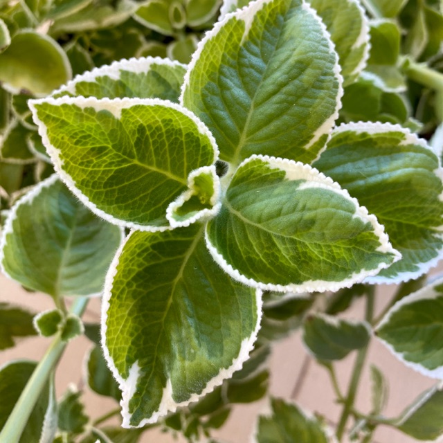 4 KERATAN POKOK BANGUN2 BATIK ( Pokok Ubat Batuk) Plectranthus ...