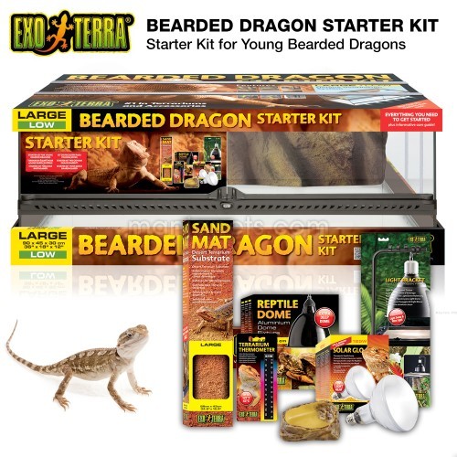 bearded dragon kit