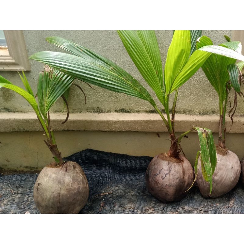 Pokok Kelapa Tacunan Bangkok Shopee Malaysia