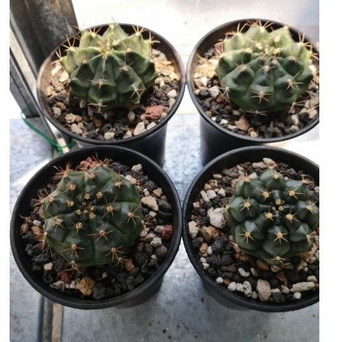 Buy Gymnocalycium Mihanovichii Cactus In 7cm Pot 绯牡丹仙人掌 多肉植物 Seetracker Malaysia