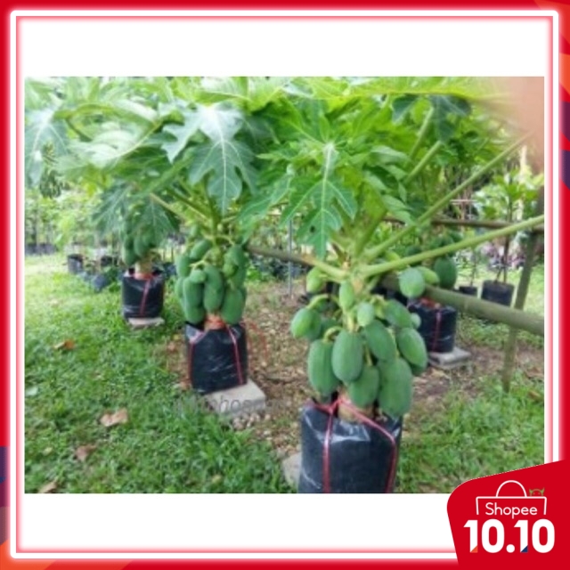 3 pcs SEEDS Betik Sekaki pokok tidak tinggi biji benih biasa bercambah dlm 3 minggu krn sifat kulit biji yg tebal