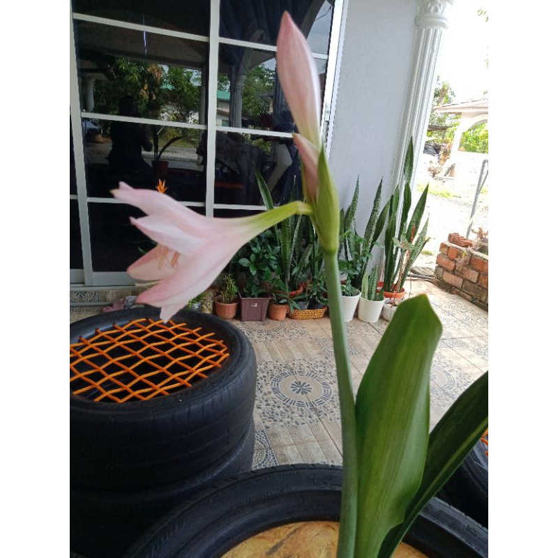Buy Amaryllis Lily Belladonna Pokok Bunga Bakung Seetracker Malaysia