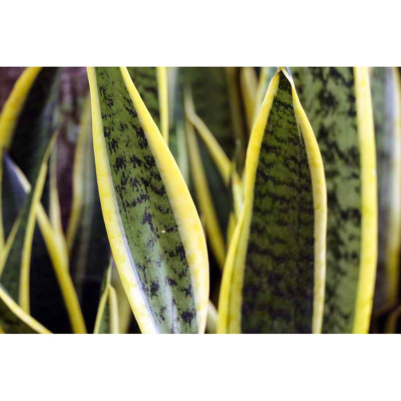 Buy Yellow Sansevieria Indoor Outdoor Plant Snake Plant Mother In Lawtongue 金边虎尾兰 Lidah Mak Mertua Seetracker Malaysia