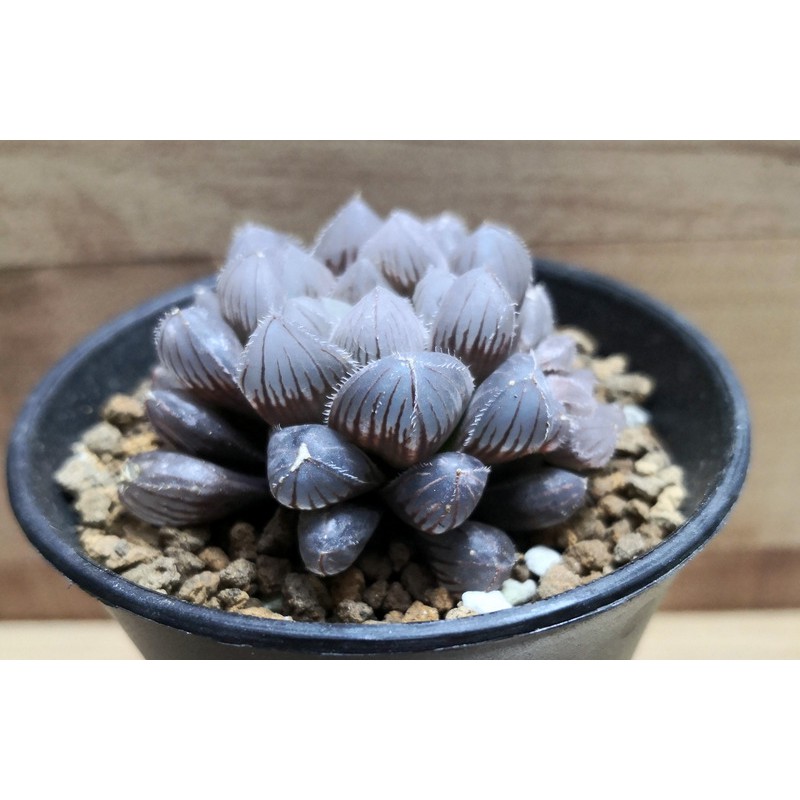 Succulent Plant In 7cm Pot Haworthia Kyodai Akasen Lens 巨大赤线 多肉植物 百合科 十二卷属 Shopee Malaysia