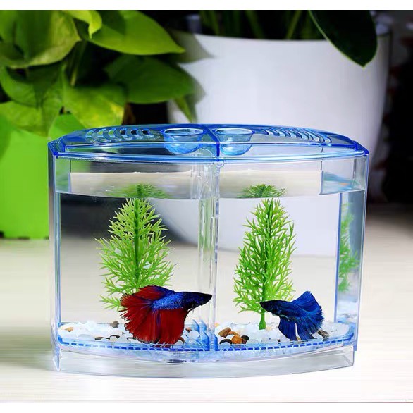 Aquarium Betta Tank Double —Akuarium Plastik Bekas Ikan Laga | Shopee ...