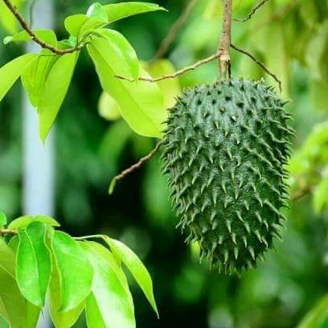 Anak Pokok Durian Belanda Soursop Shopee Malaysia