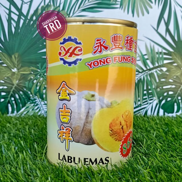 Hot Biji Benih Labu Emas 868 Yong Fung Seeds 200 Gram 1900 Butir Labu Manis Labu Madu Pumpkin Seeds Ready Stock Shopee Malaysia