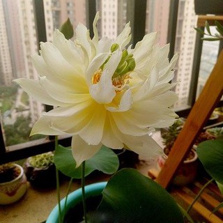 Flower Pot Lotus Basin 四季水生种子水培植物水养花水莲花种藕睡莲阳台观赏荷花盆栽 Shopee Malaysia