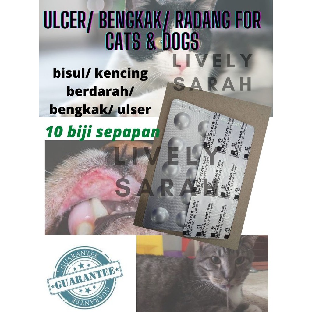 Buy Ubat Bengkak Ulser Ulcer Radang Bisul Kencing Berdarah Kucing Anjing Arnab Dll 1 Papan Seetracker Malaysia