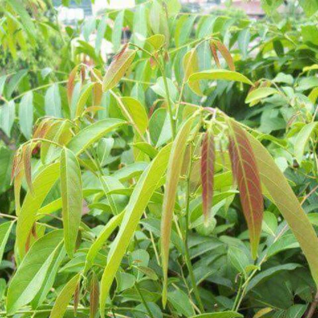 Pokok Ulam Lemak Ketam Malaysia