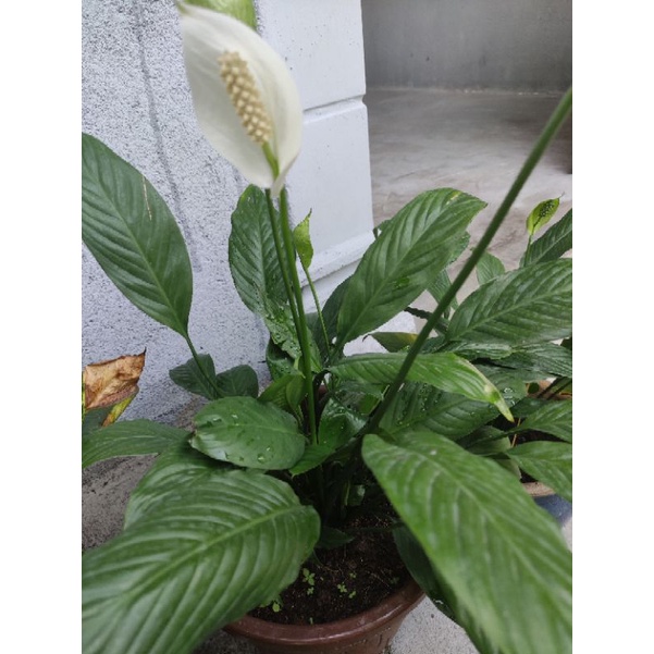 Pokok Bunga Peace Lily Shopee Malaysia