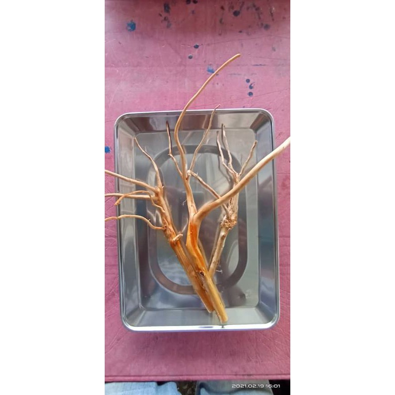 Buy Driftwood Untuk Akuarium Akar Senduduk Senggani Seetracker Malaysia