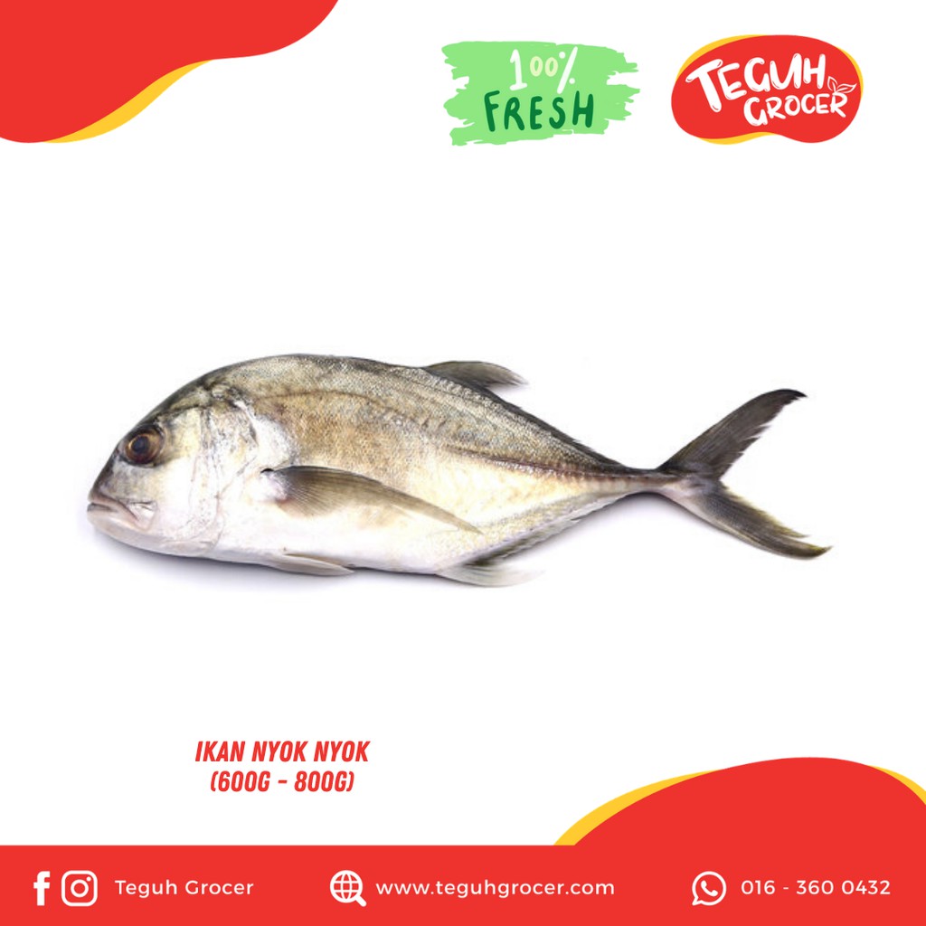 Ikan Nyok Nyok 600g 800g Shopee Malaysia