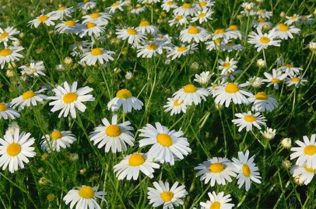 Chamomile Flower Tea Bag Shopee Malaysia