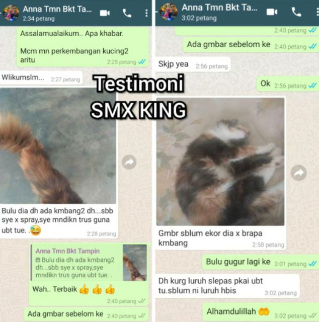 Buy Smx king Ubat sampar ayam sakit vitamin kucing bulu lebat 