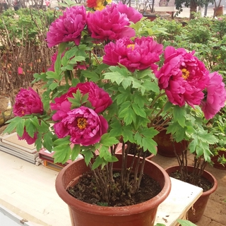 20pcs Mixed Colors Peony Flower Seeds Perennial Home Garden Plant Balcony  Potted Garden Bonsai Four Seasons To Grow | Shopee Malaysia