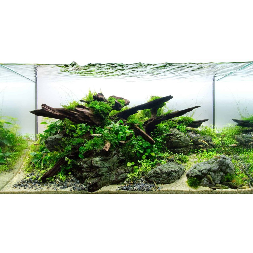 Aquarium Shrimp Plant Moss Driftwood for Hardscape Shopee Malaysia