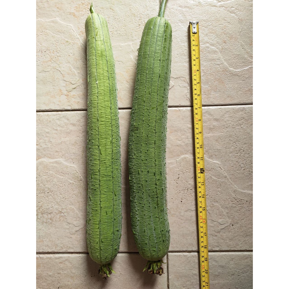 [Ready Stock] Extra Long Sweet Loofah Seed 10 pcs/ Benih Petola Ekstra