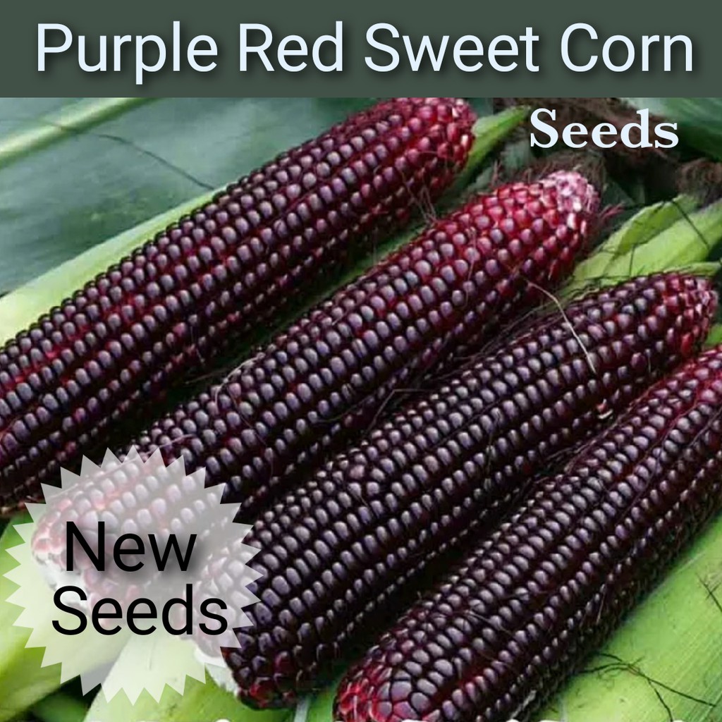 Buy 1 Free 1 40 Seeds Purple Red Sweet Corn Fresh And Genuine Seeds Malaysia Products Rare And New Breed Easy To Grown Shopee Malaysia