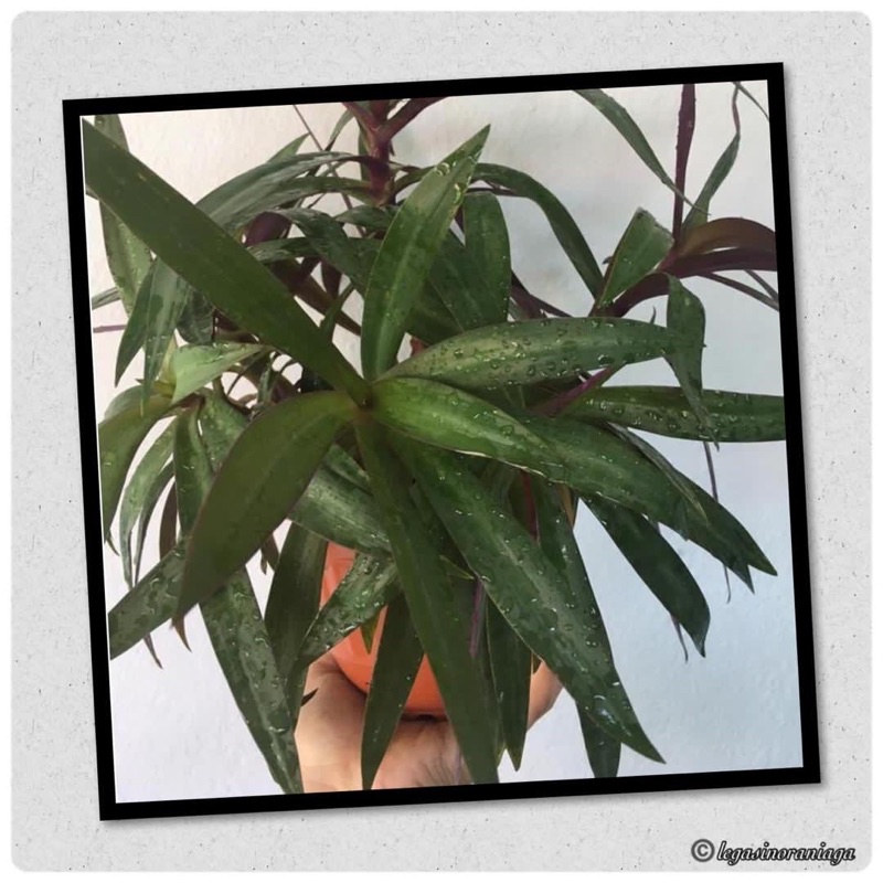 Nenas Kerang (Tradescantia Spathacea)  Shopee Malaysia