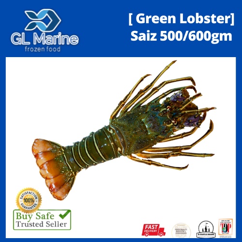 【Wholesales】[Premium Grade] GL MARINE Green Lobster [Saiz 500/600gm/EKOR]