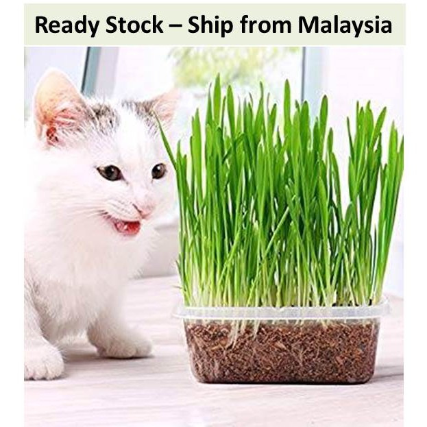 Benih Rumput Kucing / Cat Grass Seeds - Ready Stock | Shopee Malaysia