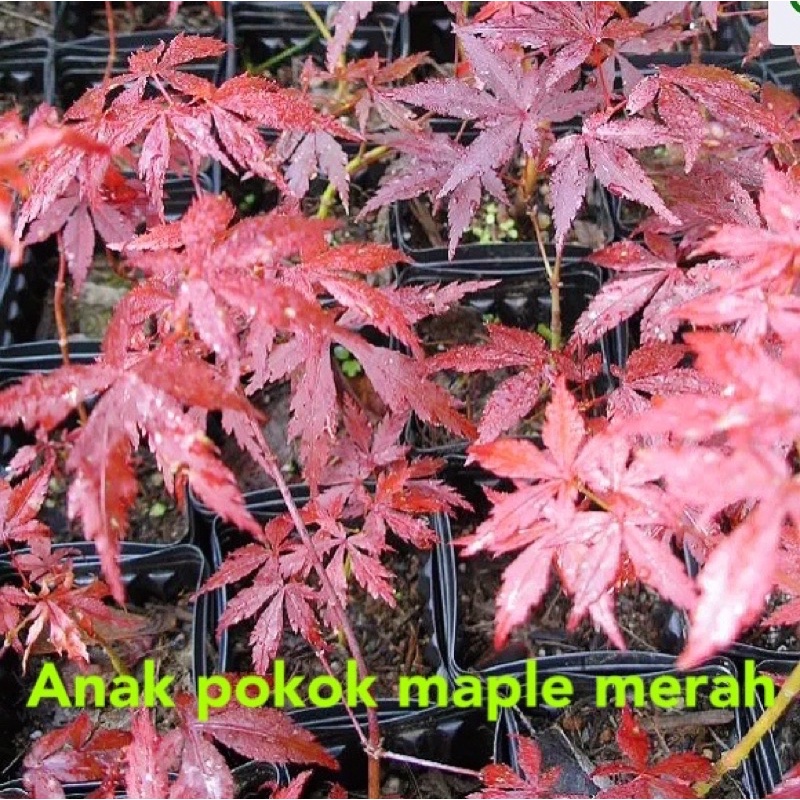 Maple tree malaysia
