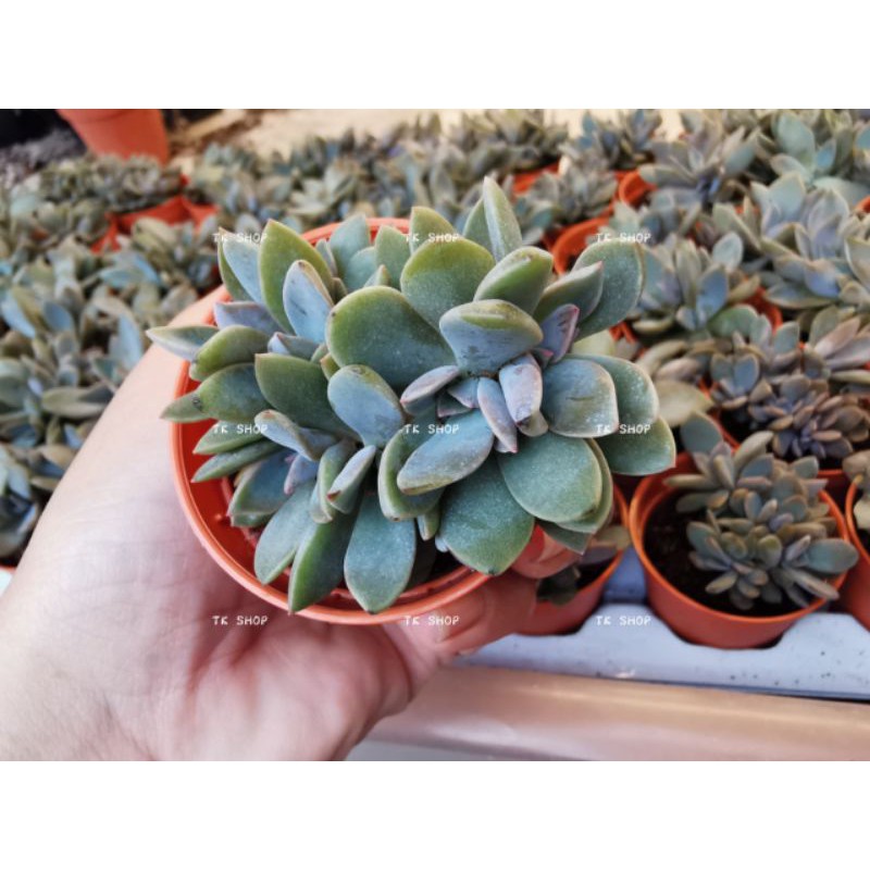 Ready Stock Succulent 多肉植物艾弗斯 初恋 Shopee Malaysia
