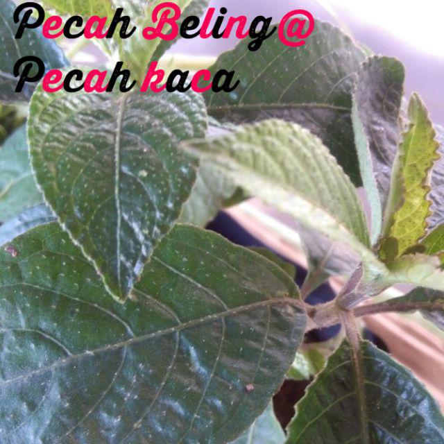 Pokok Pecah Beling Atau Nama Saintifiknya Strobilanthes Crispus Herba Sebagai Anti Kanser Merawat Batu Karang Dll Shopee Malaysia