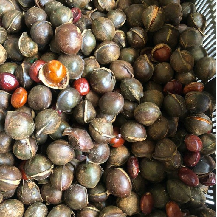 1 Kilo Jengkol Jering Tua Jering Mata Kerbau Jering Padi Shopee Malaysia