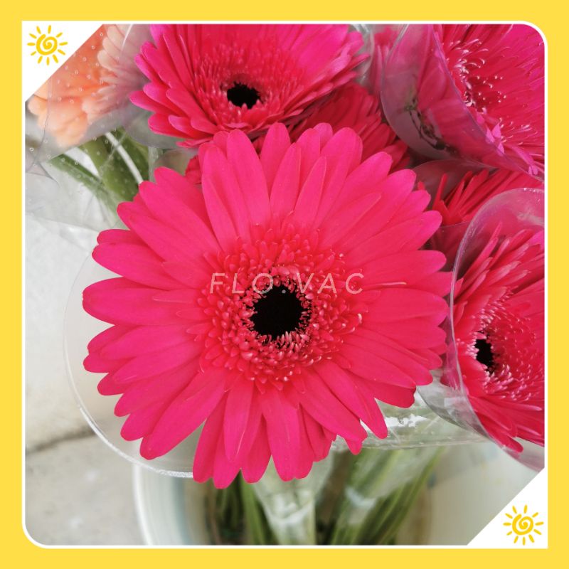 Ready Stock】Fresh Daisy Flowers - 10 stems *Direct from Cameron Highlands |  Shopee Malaysia