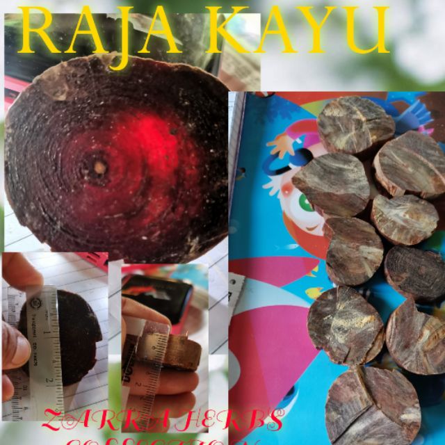 khasiat raja kayu merah