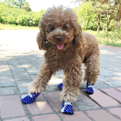 dog shoes for summer