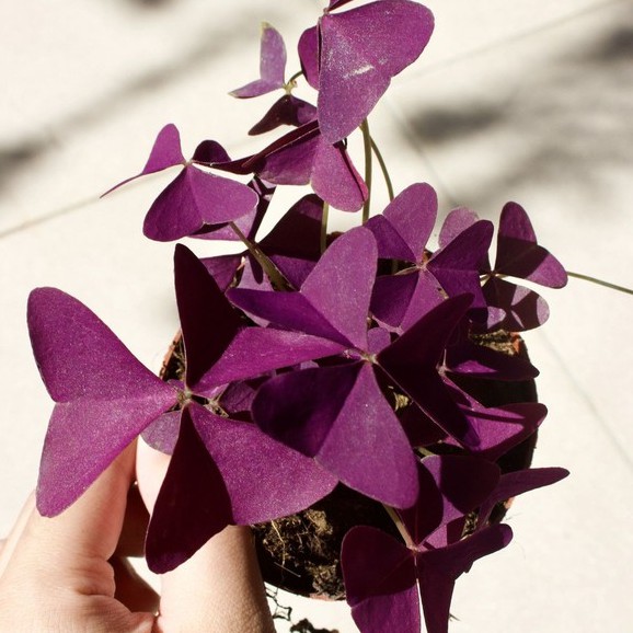 Oxalis triangularis幸運草pokok hidup hiasan rumah dalaman live indoor ...