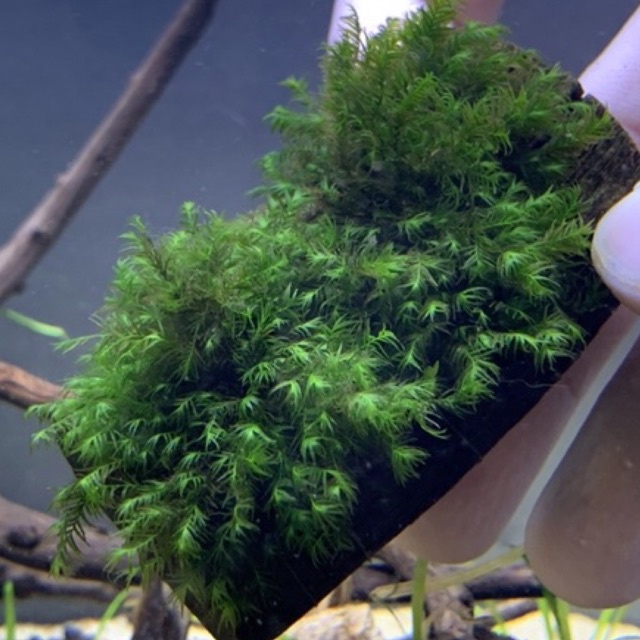 (DOA) Fissiden Moss on wood US Fissiden Mini Fissiden (Fully Submerged